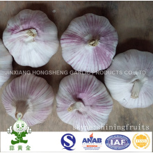 Fresh Jinxiang Normal White Garlic New Crop 2016